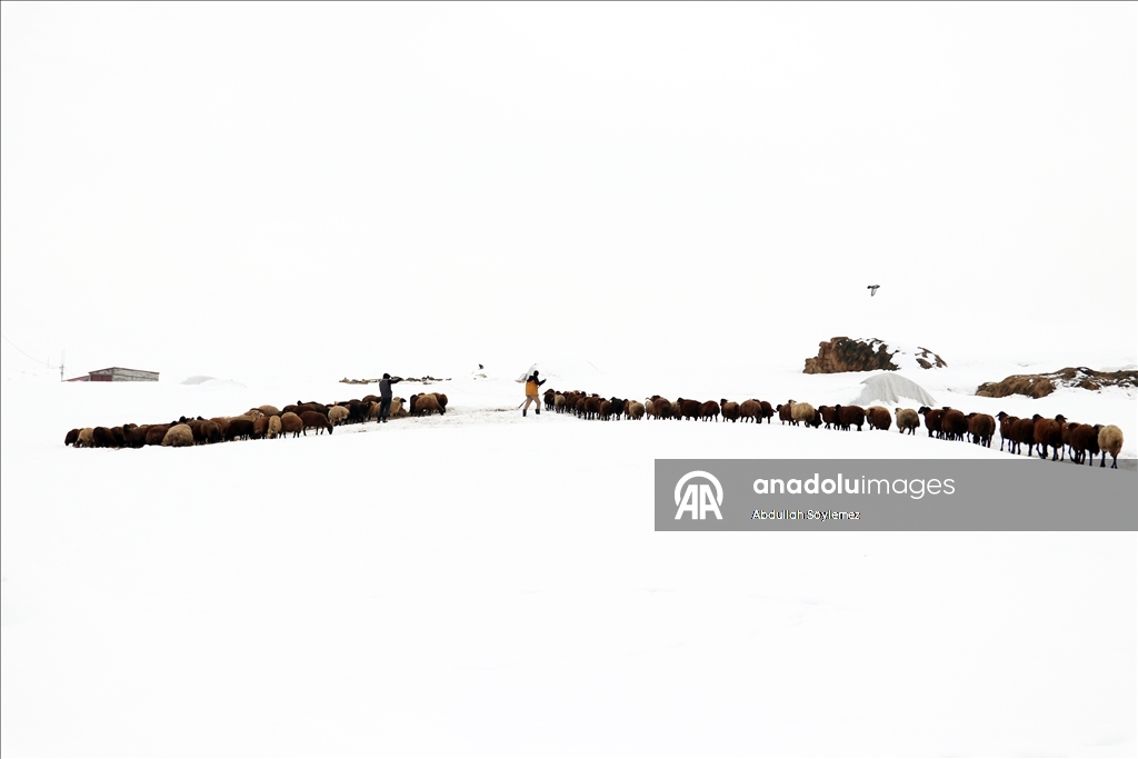 Li Agiriyê jiyana zivistanê ya dijwar û bedewiya siruştî bala wênekêşan dikişîne