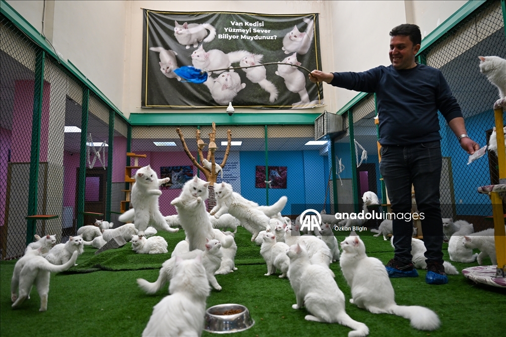 Li Wanê armanc zêdekirina têjikên pişîkên Wanê yên cins e