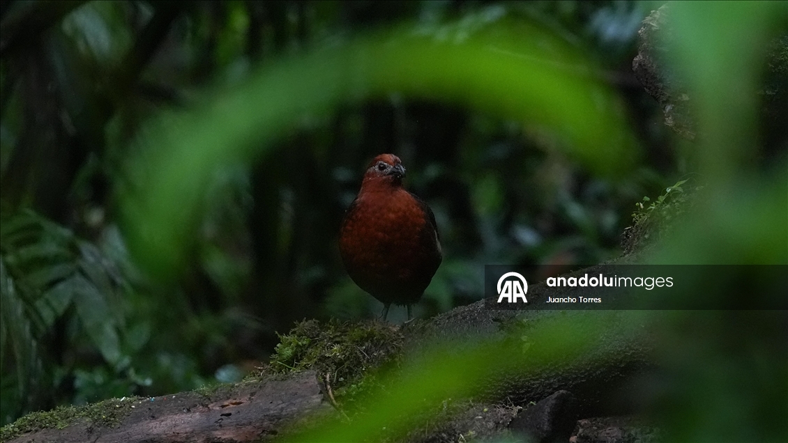 Uluslararası Kolombiya Kuş Fuarı