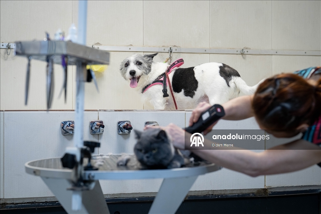 Pet kuaför ve bakım merkezinin sevimli müşterileri