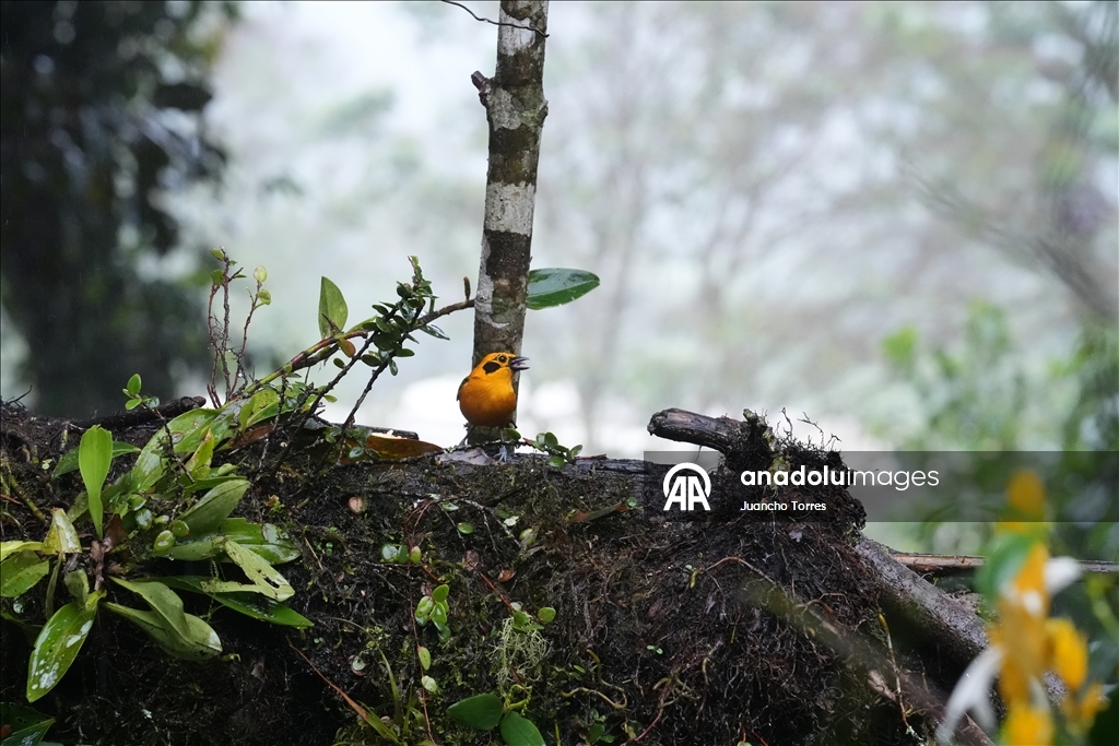 В Колумбии прошла Международная выставка птиц