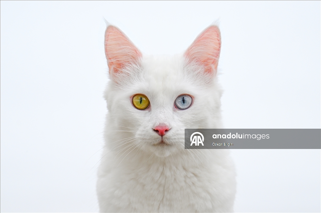 Li Wanê armanc zêdekirina têjikên pişîkên Wanê yên cins e