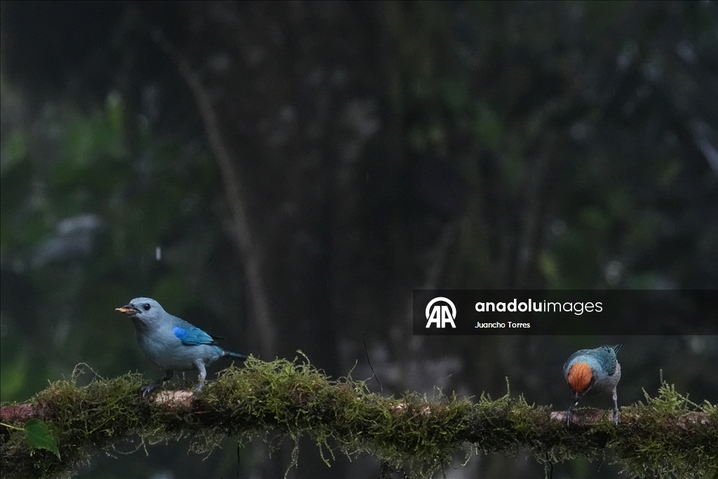 В Колумбии прошла Международная выставка птиц