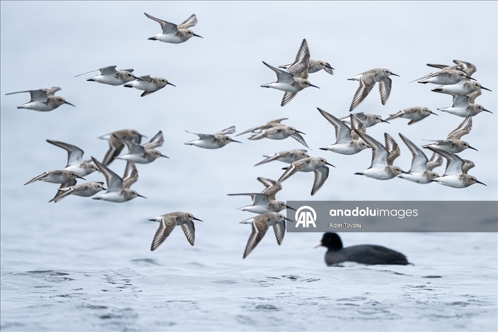 Kocaeli’de su kuşları kışı geçirmek için körfez çevresinde toplandı