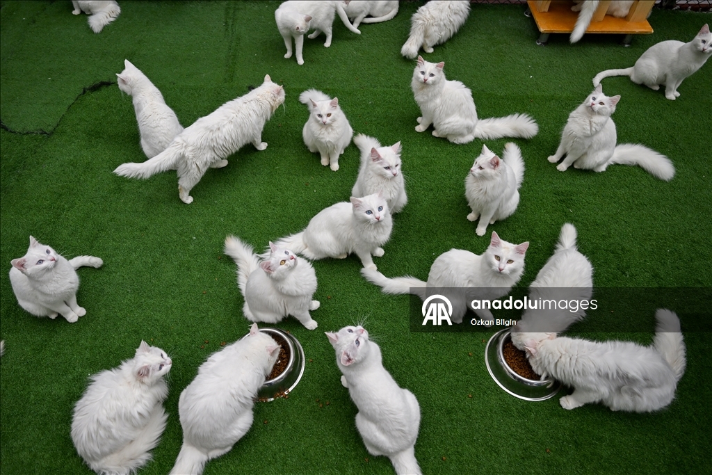 Li Wanê armanc zêdekirina têjikên pişîkên Wanê yên cins e