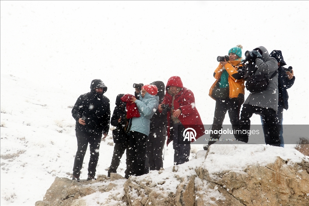 Li Agiriyê jiyana zivistanê ya dijwar û bedewiya siruştî bala wênekêşan dikişîne