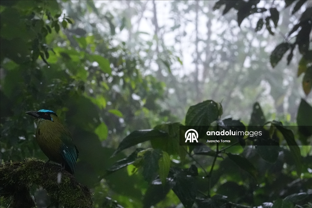 В Колумбии прошла Международная выставка птиц