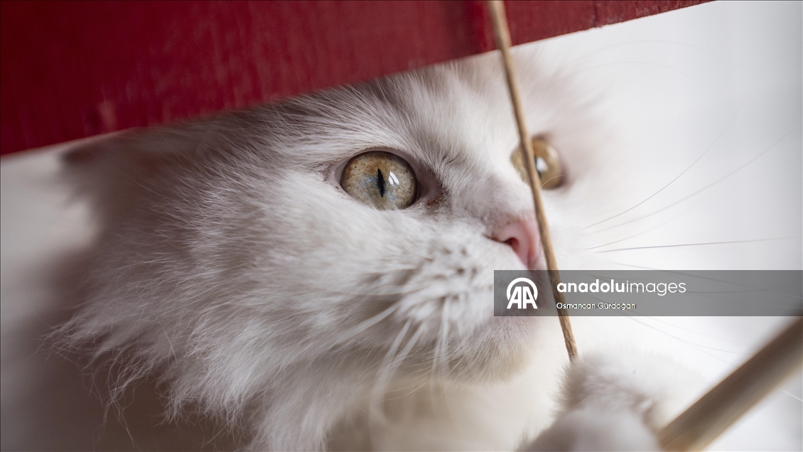 Nesli risk altındaki Ankara kedileri kendilerine özel kedi evinde korunuyor