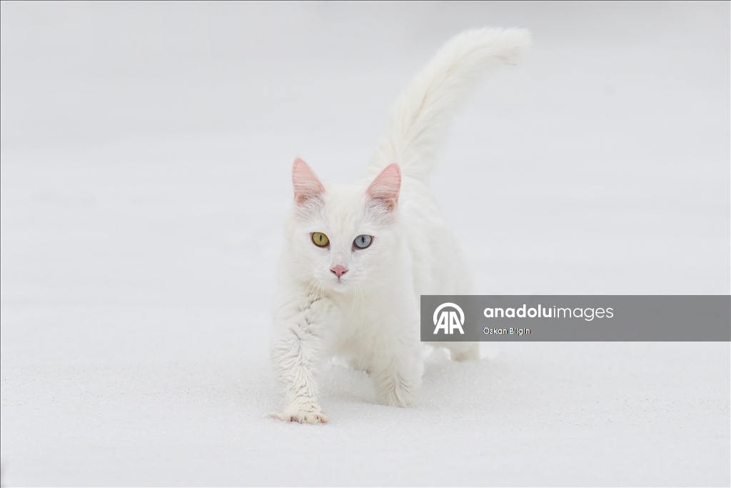 Li Wanê armanc zêdekirina têjikên pişîkên Wanê yên cins e