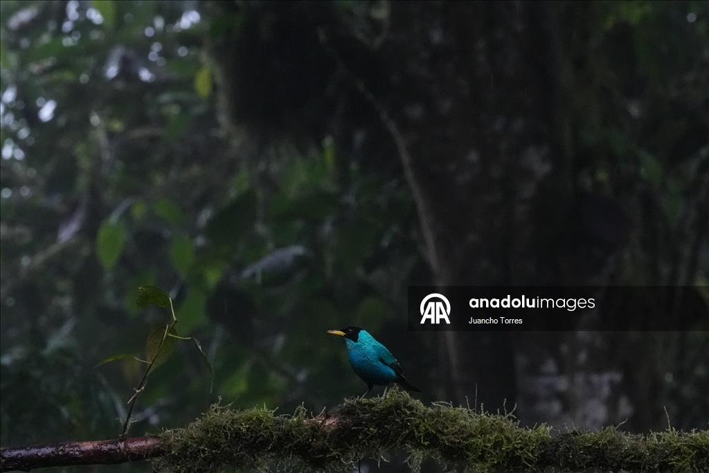 Uluslararası Kolombiya Kuş Fuarı