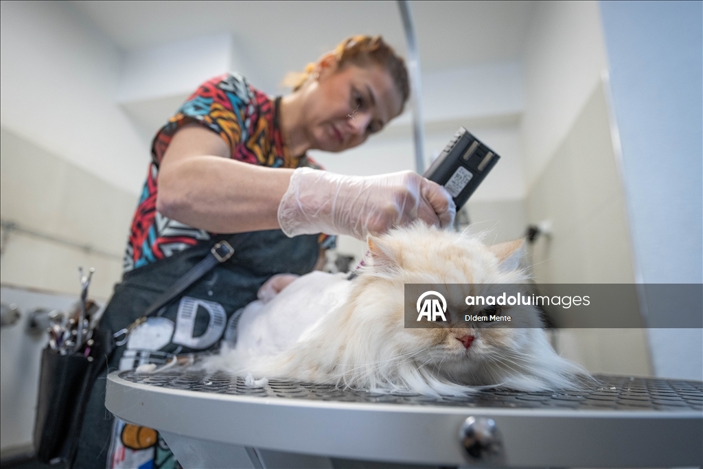 Pet kuaför ve bakım merkezinin sevimli müşterileri