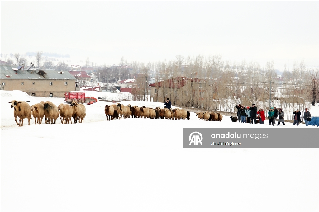 Li Agiriyê jiyana zivistanê ya dijwar û bedewiya siruştî bala wênekêşan dikişîne