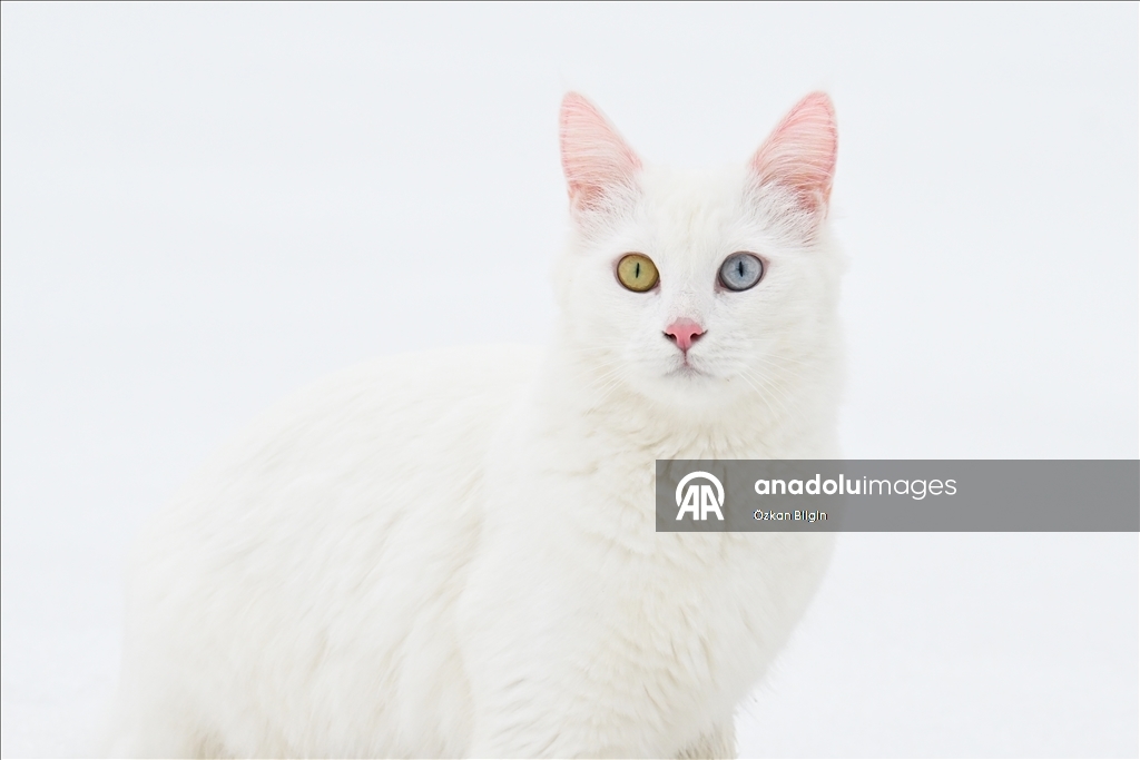 Van'da hedef orijinal Van kedisi yavru sayısını artırmak