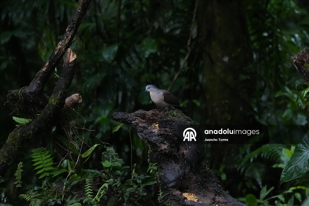 В Колумбии прошла Международная выставка птиц