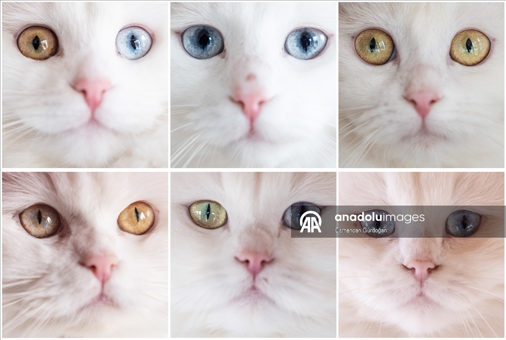 Nesli risk altındaki Ankara kedileri kendilerine özel kedi evinde korunuyor