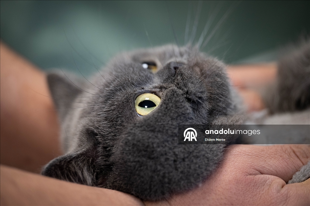 Pet kuaför ve bakım merkezinin sevimli müşterileri