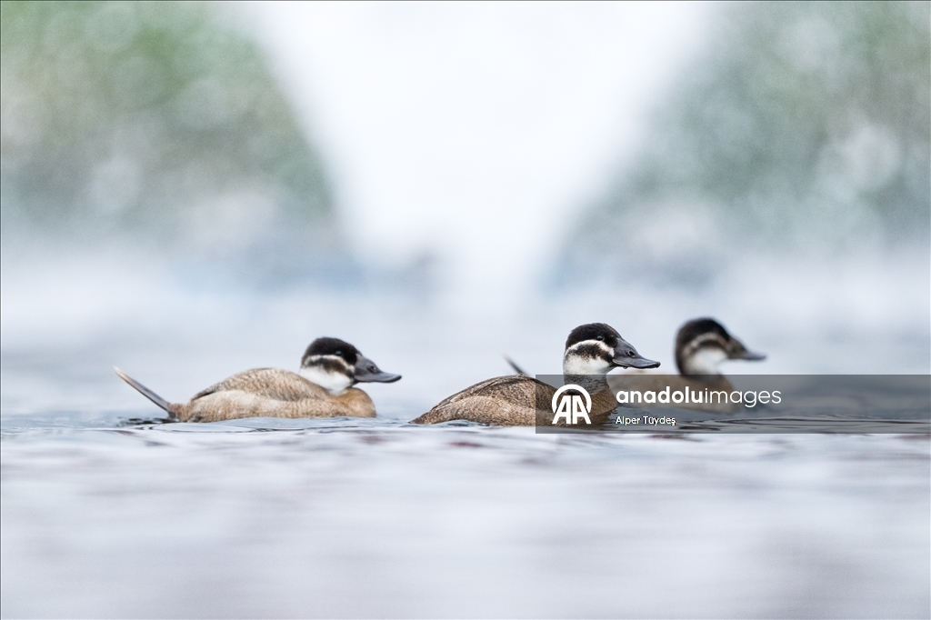 Kocaeli’de su kuşları kışı geçirmek için körfez çevresinde toplandı