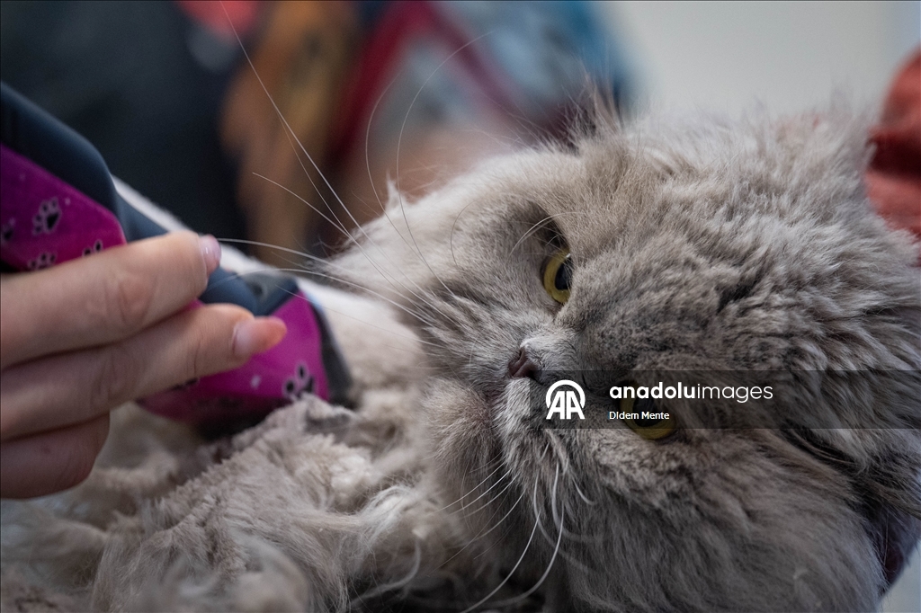 Pet kuaför ve bakım merkezinin sevimli müşterileri