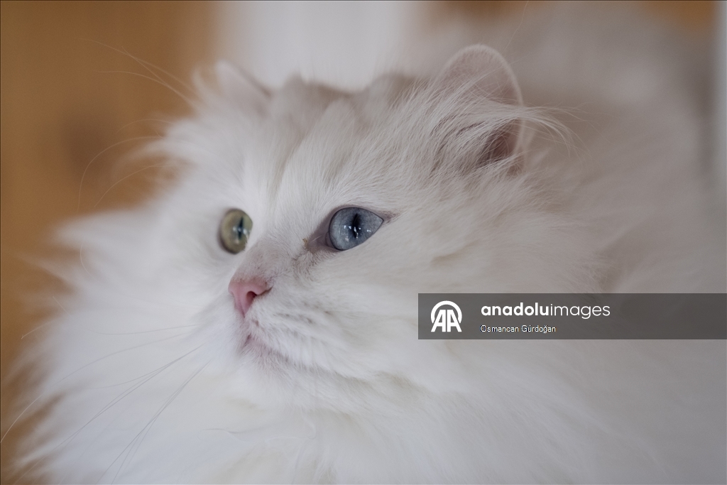 Nesli risk altındaki Ankara kedileri kendilerine özel kedi evinde korunuyor