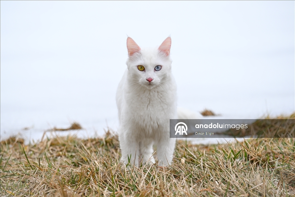 Li Wanê armanc zêdekirina têjikên pişîkên Wanê yên cins e