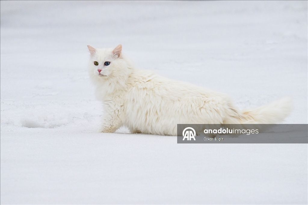 Van'da hedef orijinal Van kedisi yavru sayısını artırmak