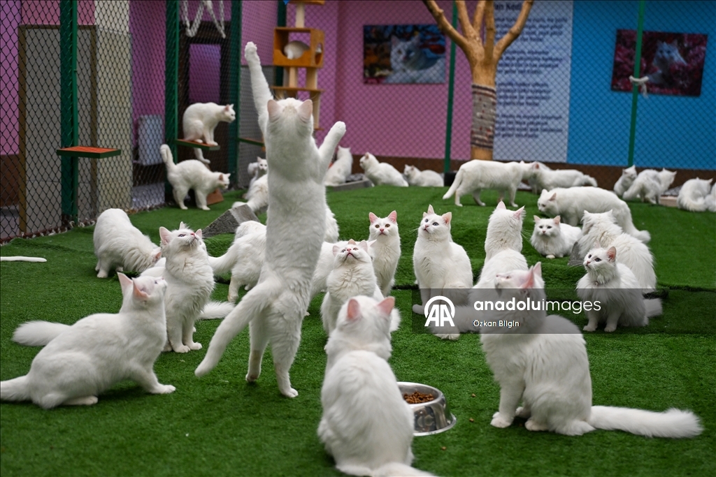 Van'da hedef orijinal Van kedisi yavru sayısını artırmak