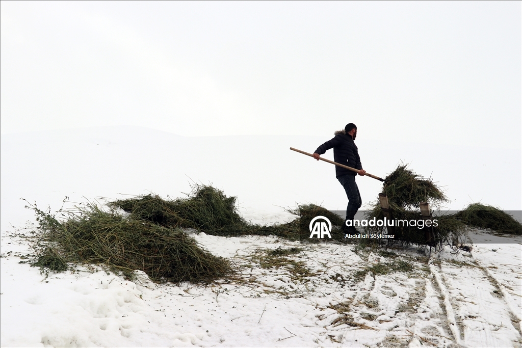 Li Agiriyê jiyana zivistanê ya dijwar û bedewiya siruştî bala wênekêşan dikişîne
