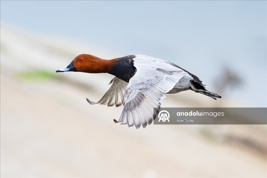 Kocaeli’de su kuşları kışı geçirmek için körfez çevresinde toplandı