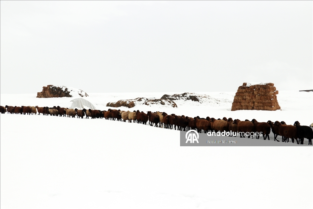 Li Agiriyê jiyana zivistanê ya dijwar û bedewiya siruştî bala wênekêşan dikişîne