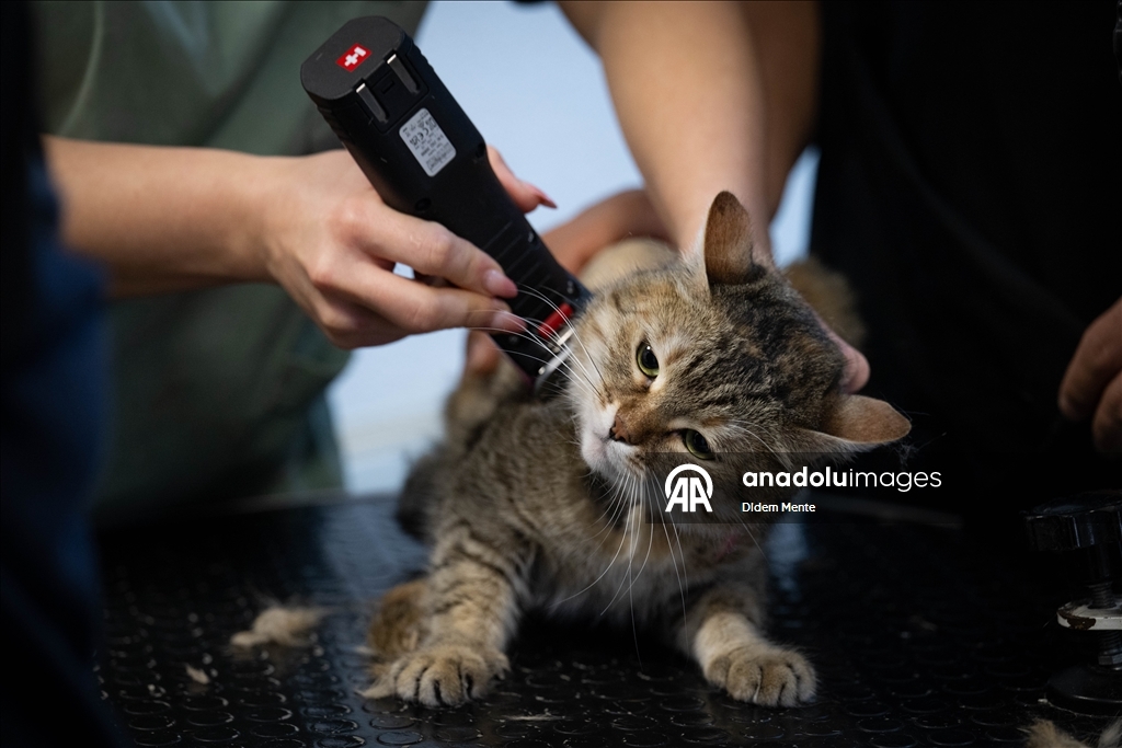 Pet kuaför ve bakım merkezinin sevimli müşterileri