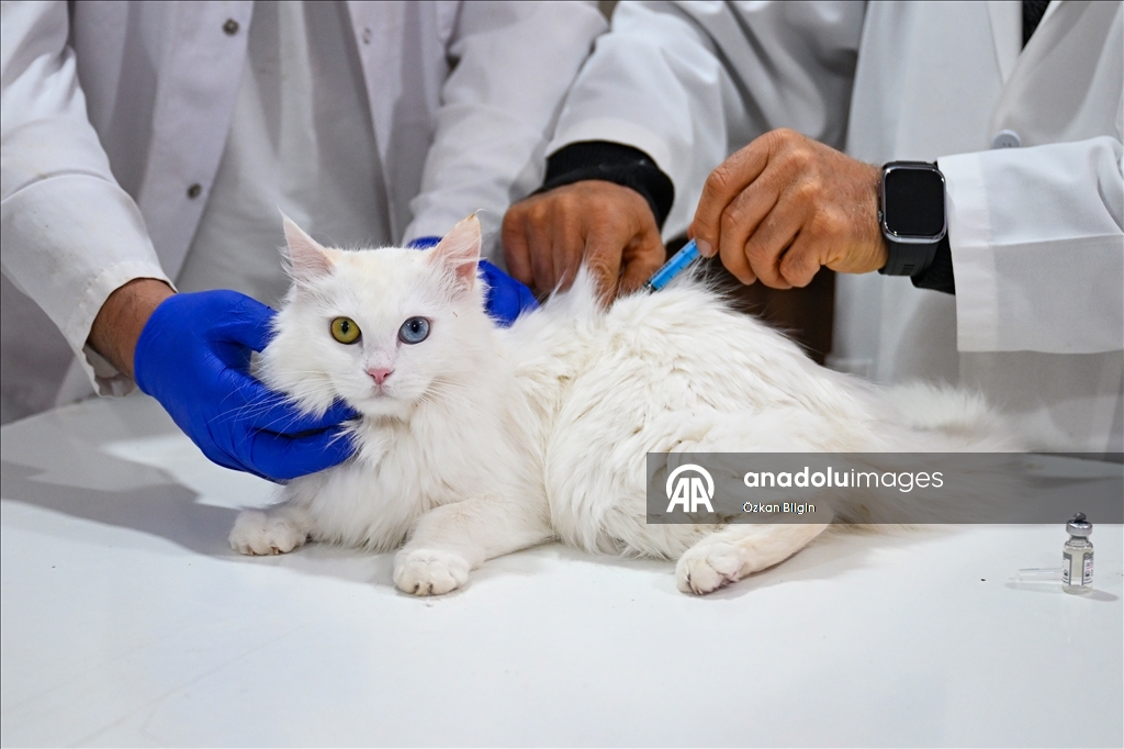 Li Wanê armanc zêdekirina têjikên pişîkên Wanê yên cins e