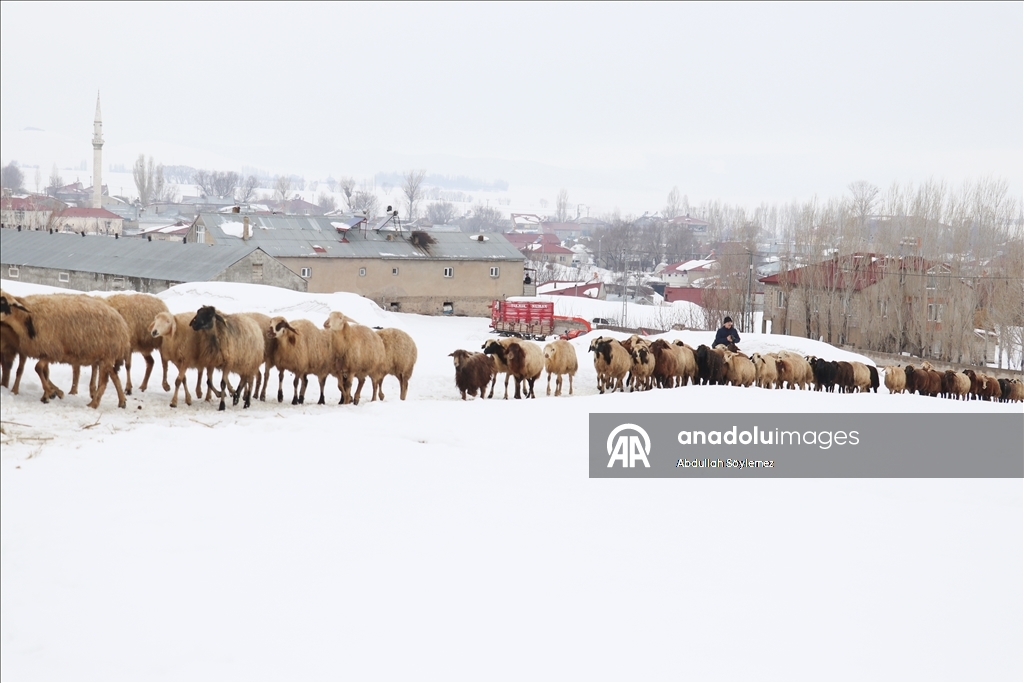 Li Agiriyê jiyana zivistanê ya dijwar û bedewiya siruştî bala wênekêşan dikişîne