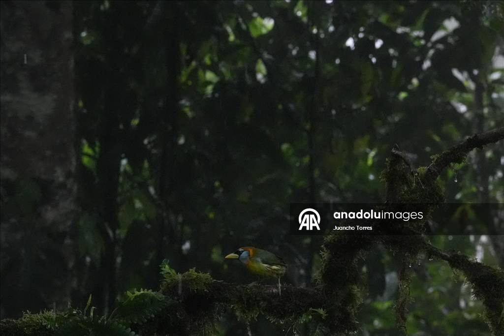 В Колумбии прошла Международная выставка птиц