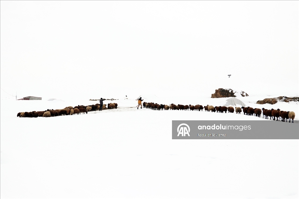 Ağrı'nın zorlu kış yaşamı ve doğal güzellikleri fotoğrafçıların rotasında