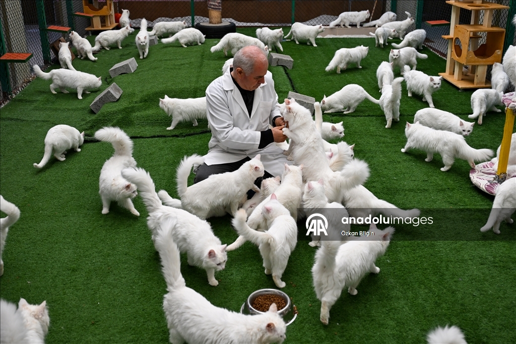 Li Wanê armanc zêdekirina têjikên pişîkên Wanê yên cins e