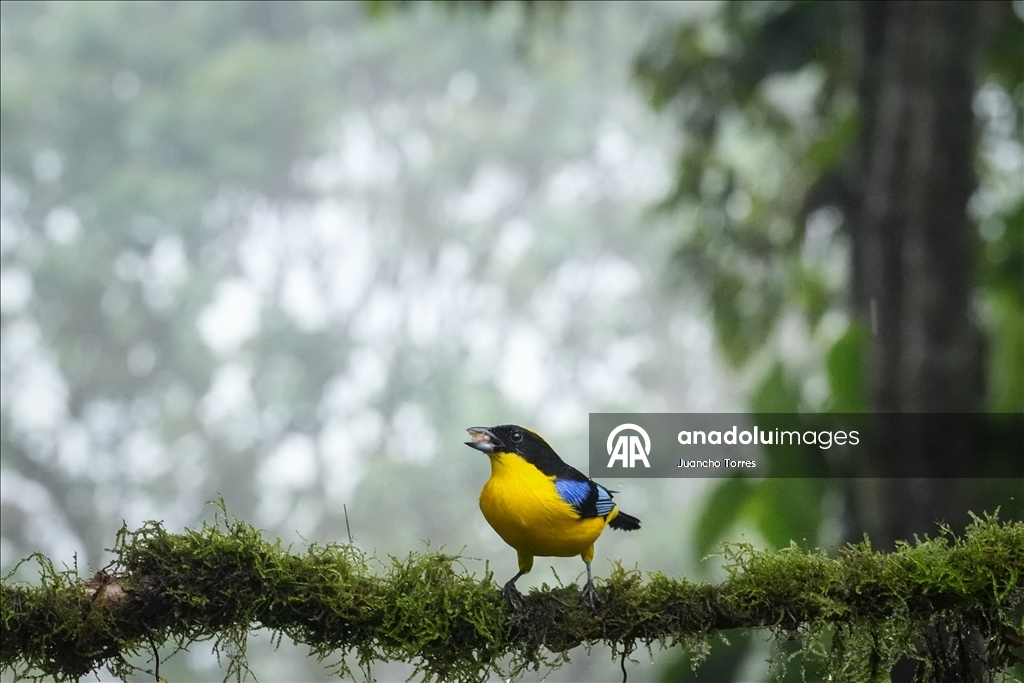 В Колумбии прошла Международная выставка птиц