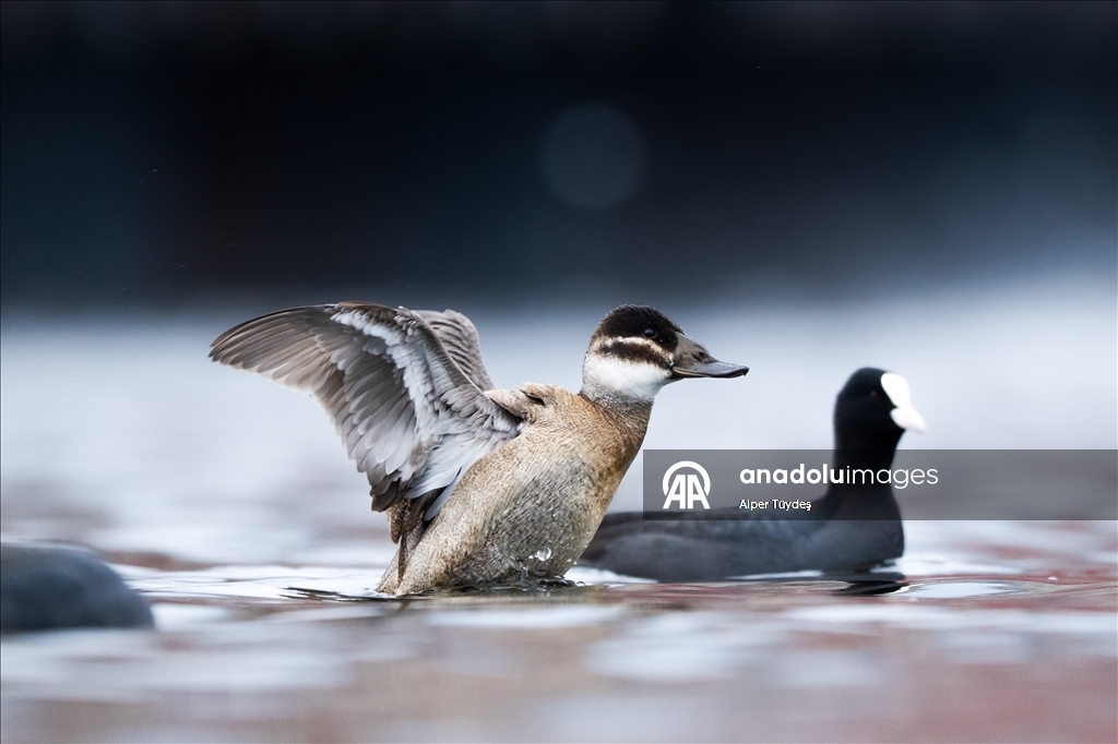 Kocaeli’de su kuşları kışı geçirmek için körfez çevresinde toplandı