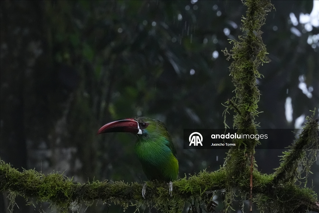 В Колумбии прошла Международная выставка птиц