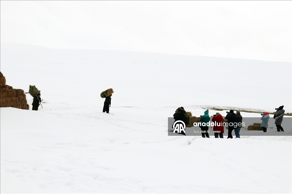 Li Agiriyê jiyana zivistanê ya dijwar û bedewiya siruştî bala wênekêşan dikişîne