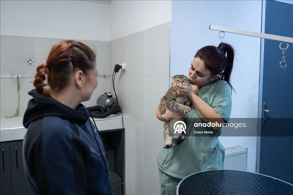 Pet kuaför ve bakım merkezinin sevimli müşterileri