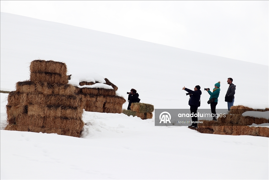 Li Agiriyê jiyana zivistanê ya dijwar û bedewiya siruştî bala wênekêşan dikişîne