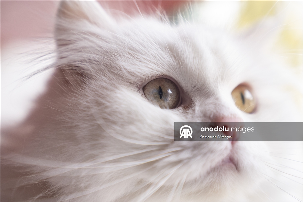 Nesli risk altındaki Ankara kedileri kendilerine özel kedi evinde korunuyor