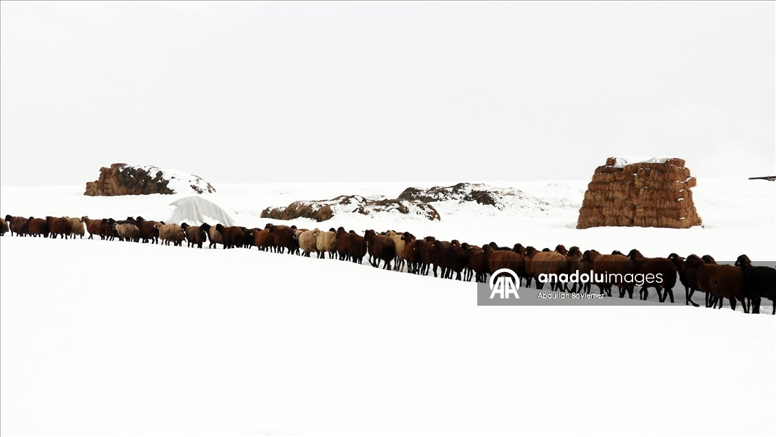 Ağrı'nın zorlu kış yaşamı ve doğal güzellikleri fotoğrafçıların rotasında