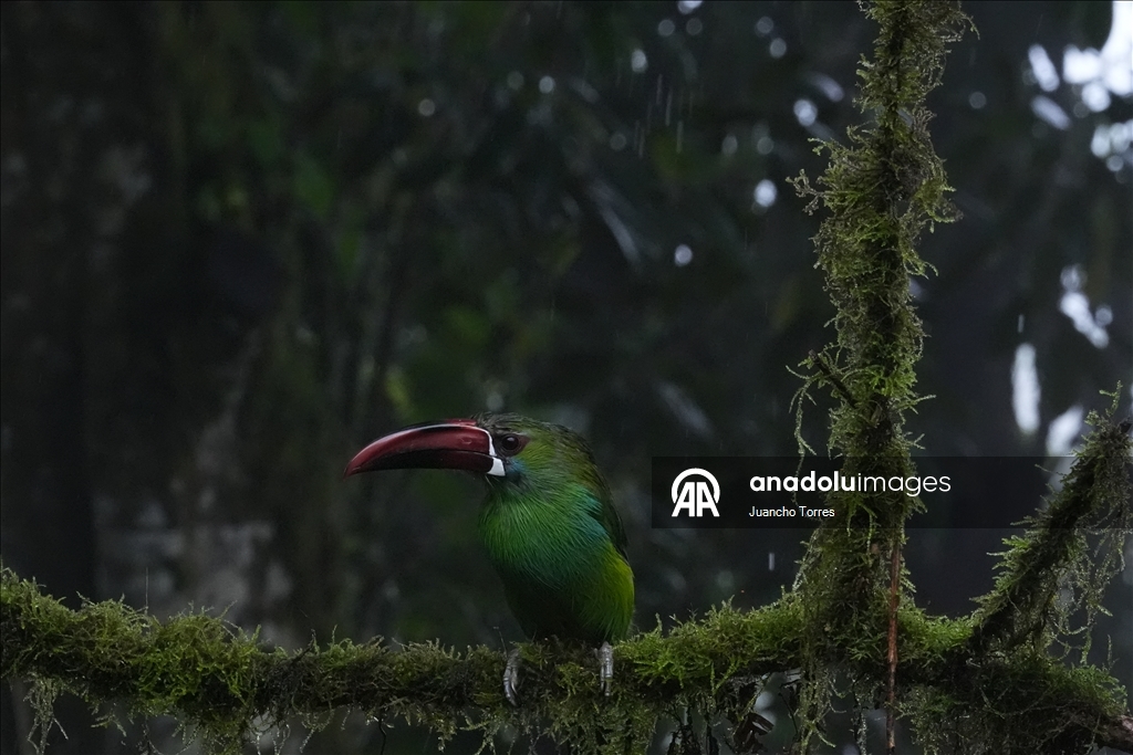 Uluslararası Kolombiya Kuş Fuarı