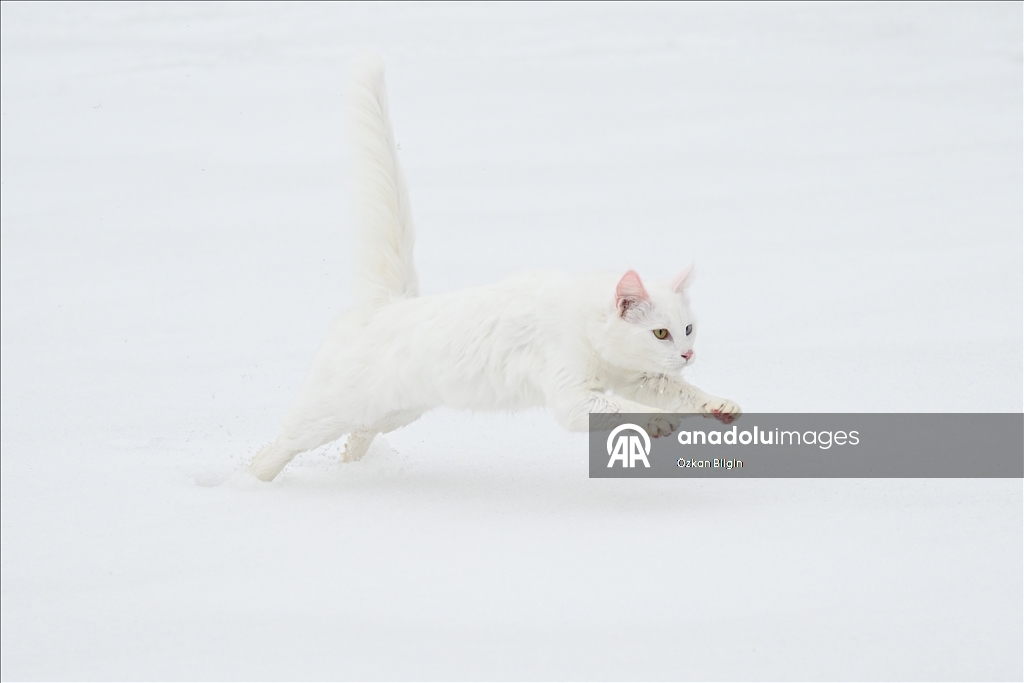 Li Wanê armanc zêdekirina têjikên pişîkên Wanê yên cins e