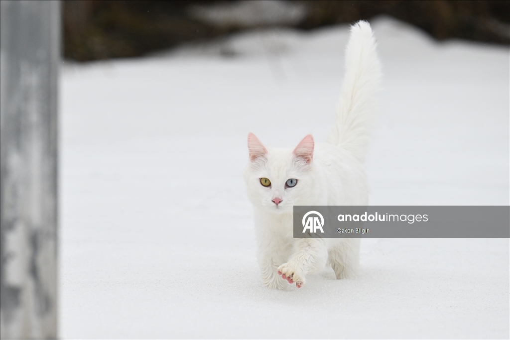 Li Wanê armanc zêdekirina têjikên pişîkên Wanê yên cins e