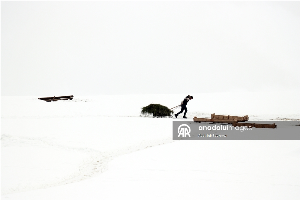 Li Agiriyê jiyana zivistanê ya dijwar û bedewiya siruştî bala wênekêşan dikişîne