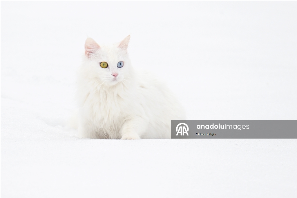 Li Wanê armanc zêdekirina têjikên pişîkên Wanê yên cins e