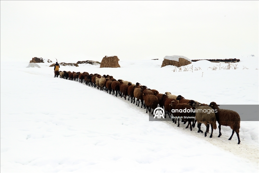 Li Agiriyê jiyana zivistanê ya dijwar û bedewiya siruştî bala wênekêşan dikişîne