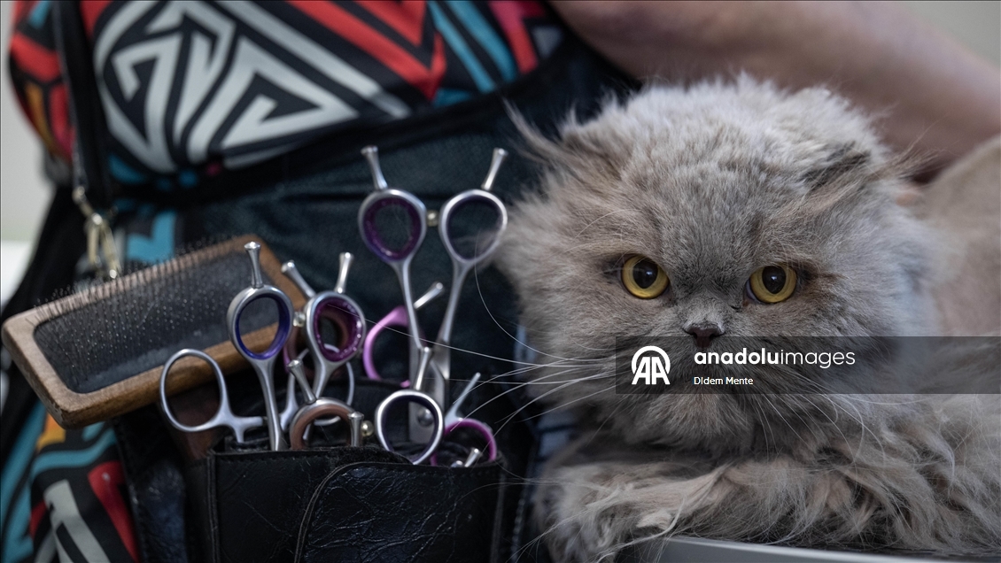 Pet kuaför ve bakım merkezinin sevimli müşterileri